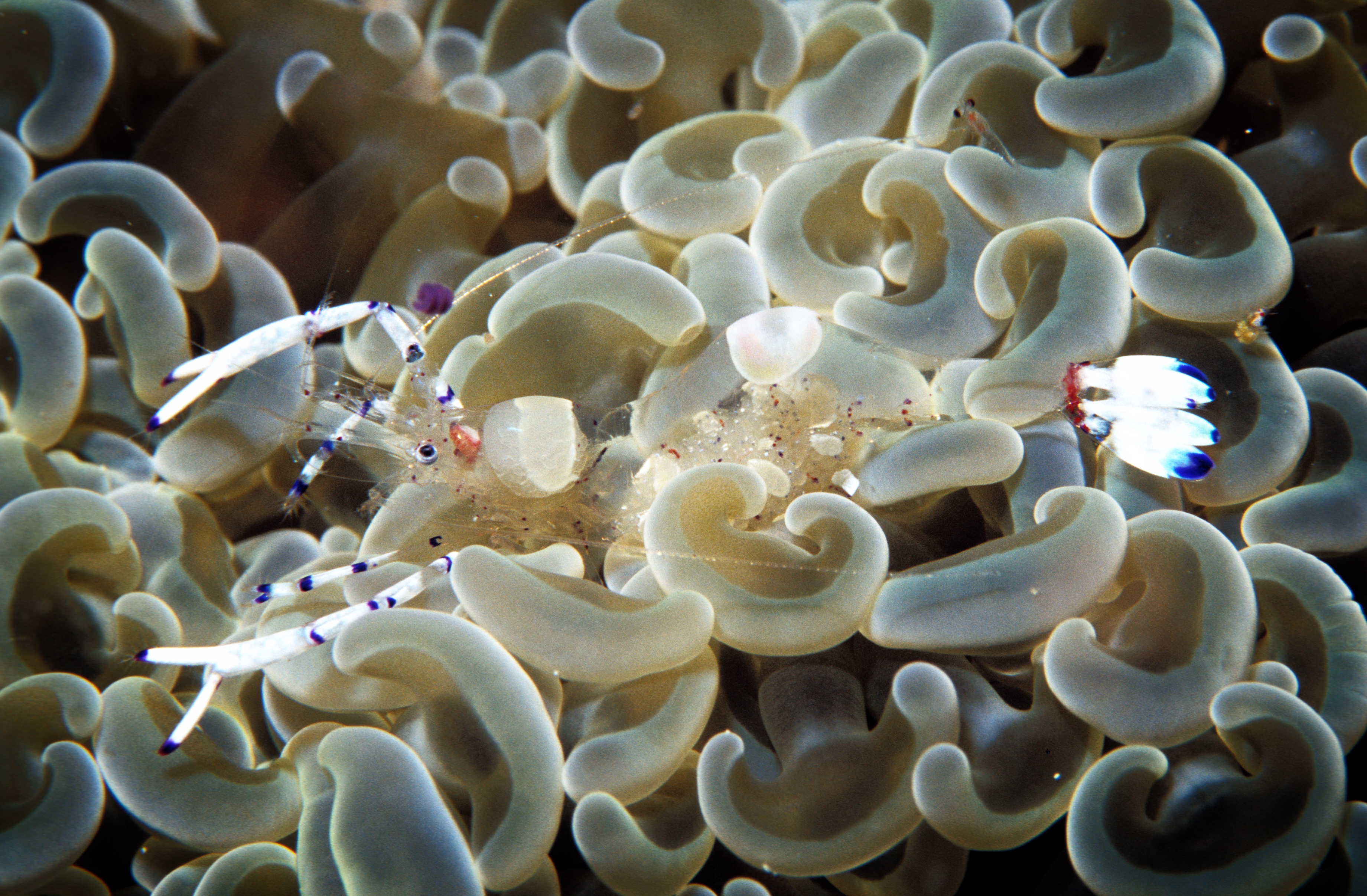 National Geographic Marine Camouflage Award