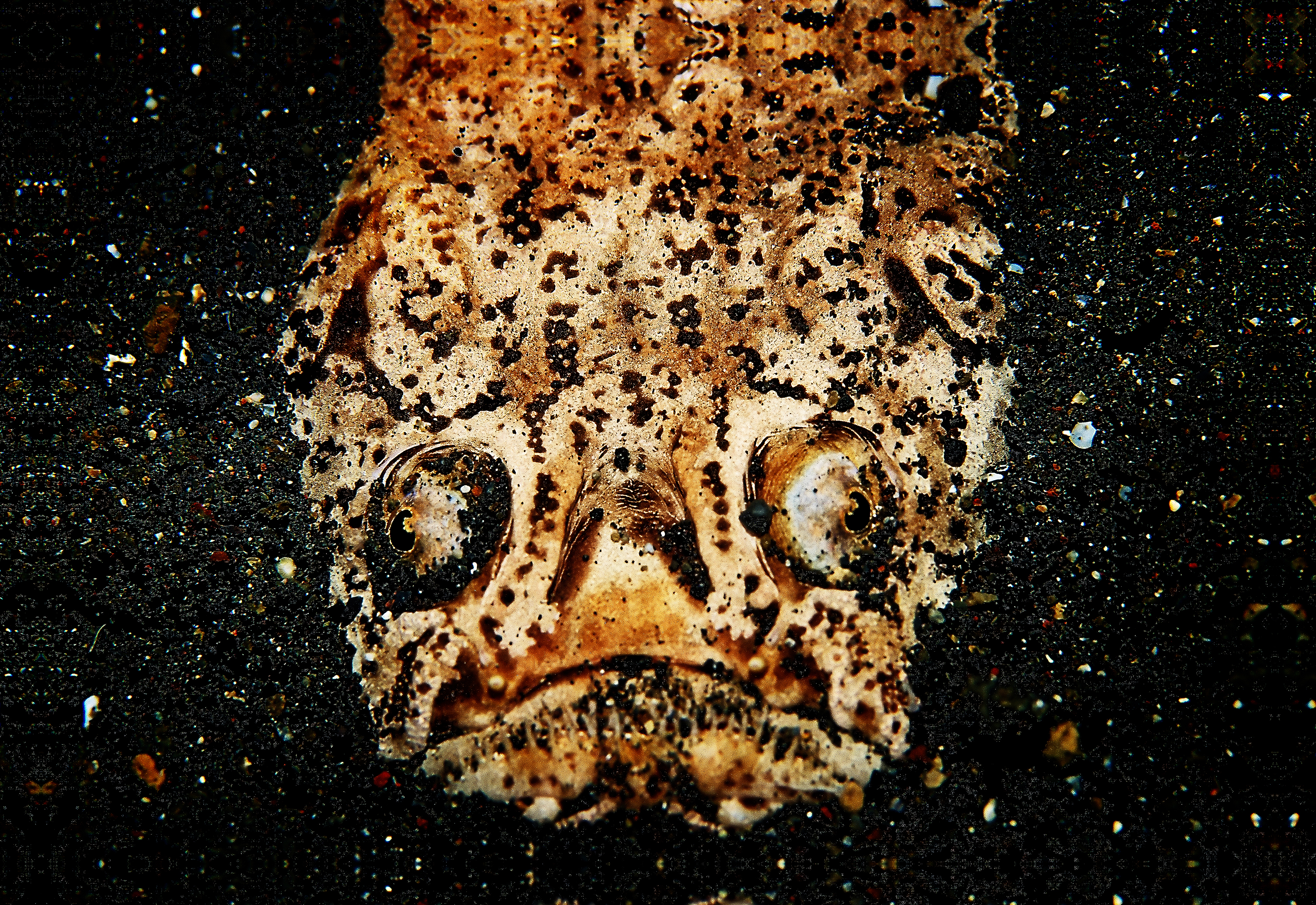 Popular Photography Stargazer Award