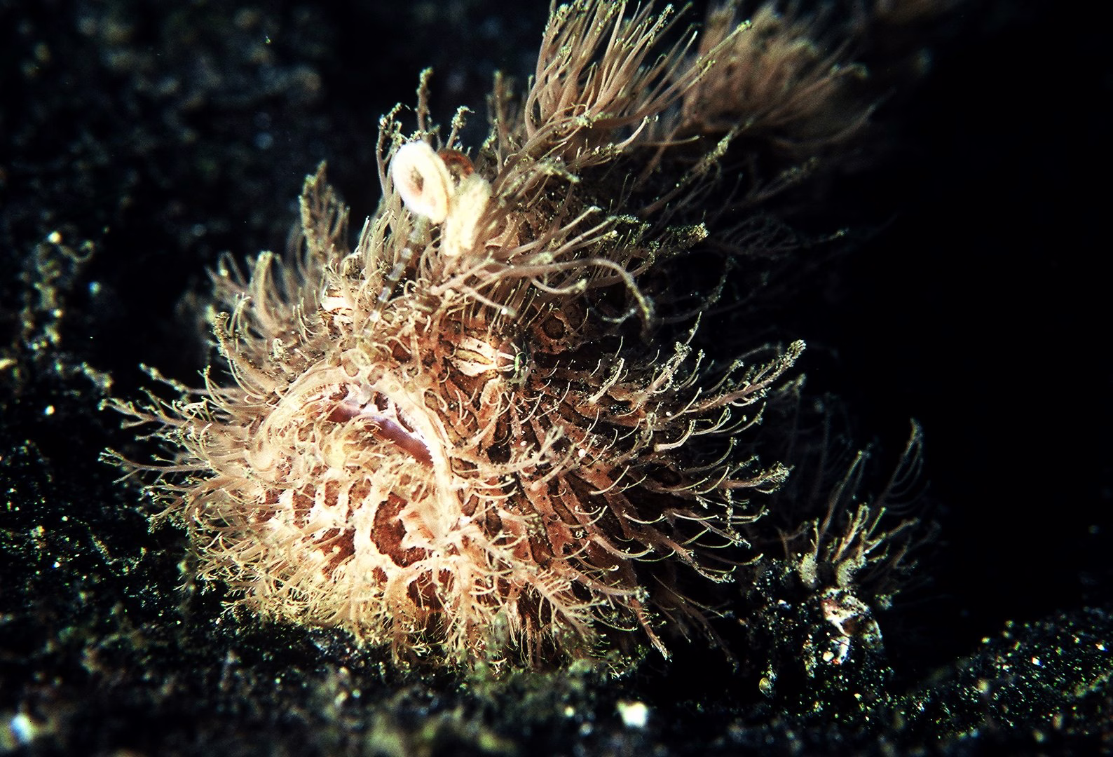 Marine Camouflage - photo 1