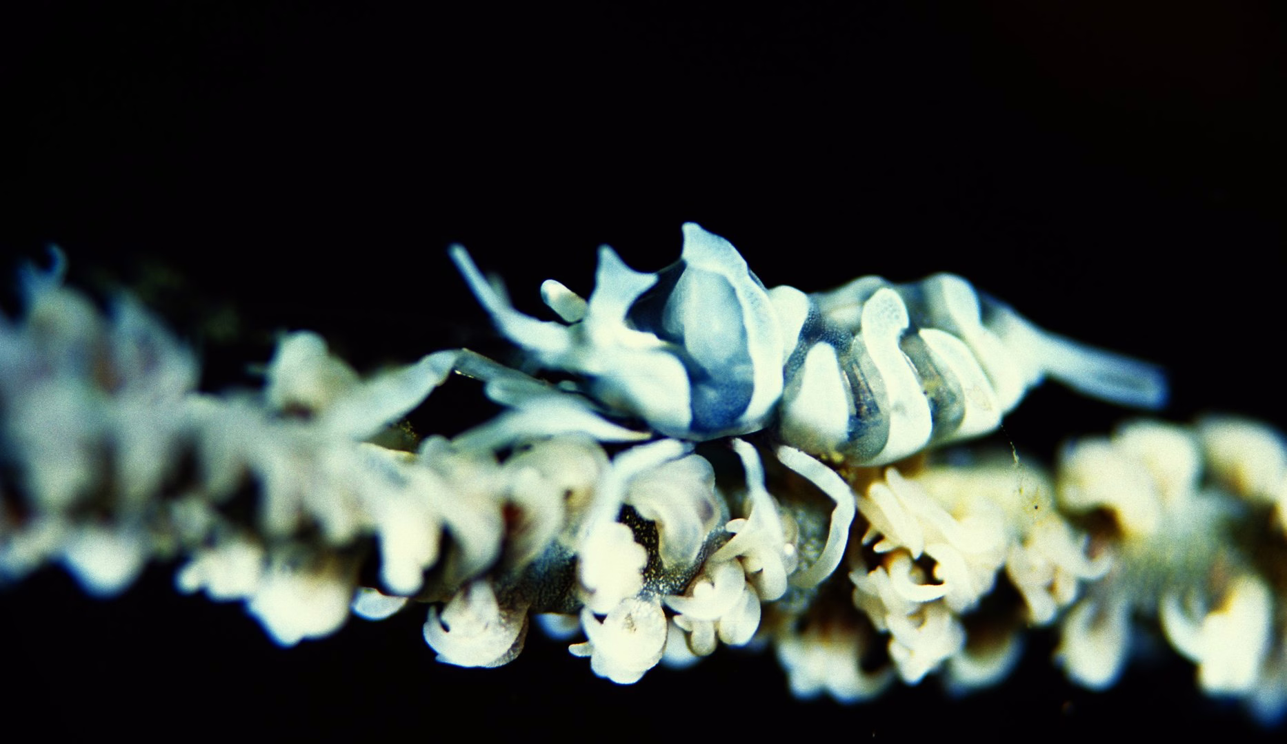 Marine Camouflage - photo 7