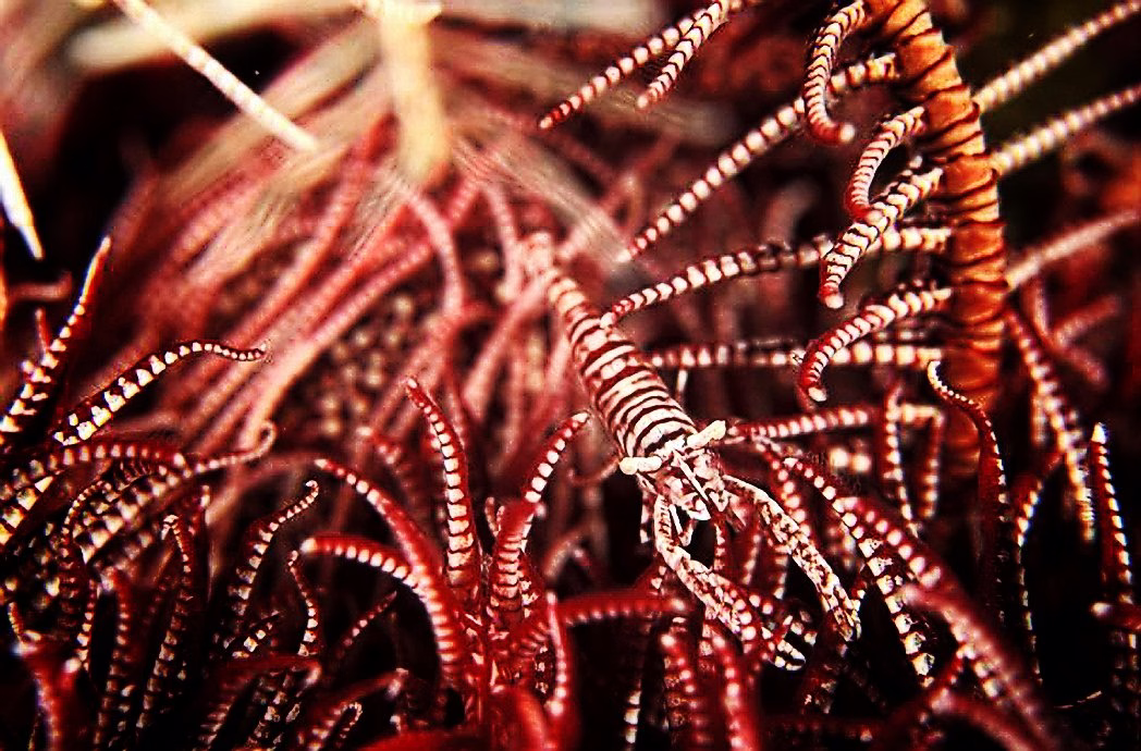 Marine Camouflage - photo 8