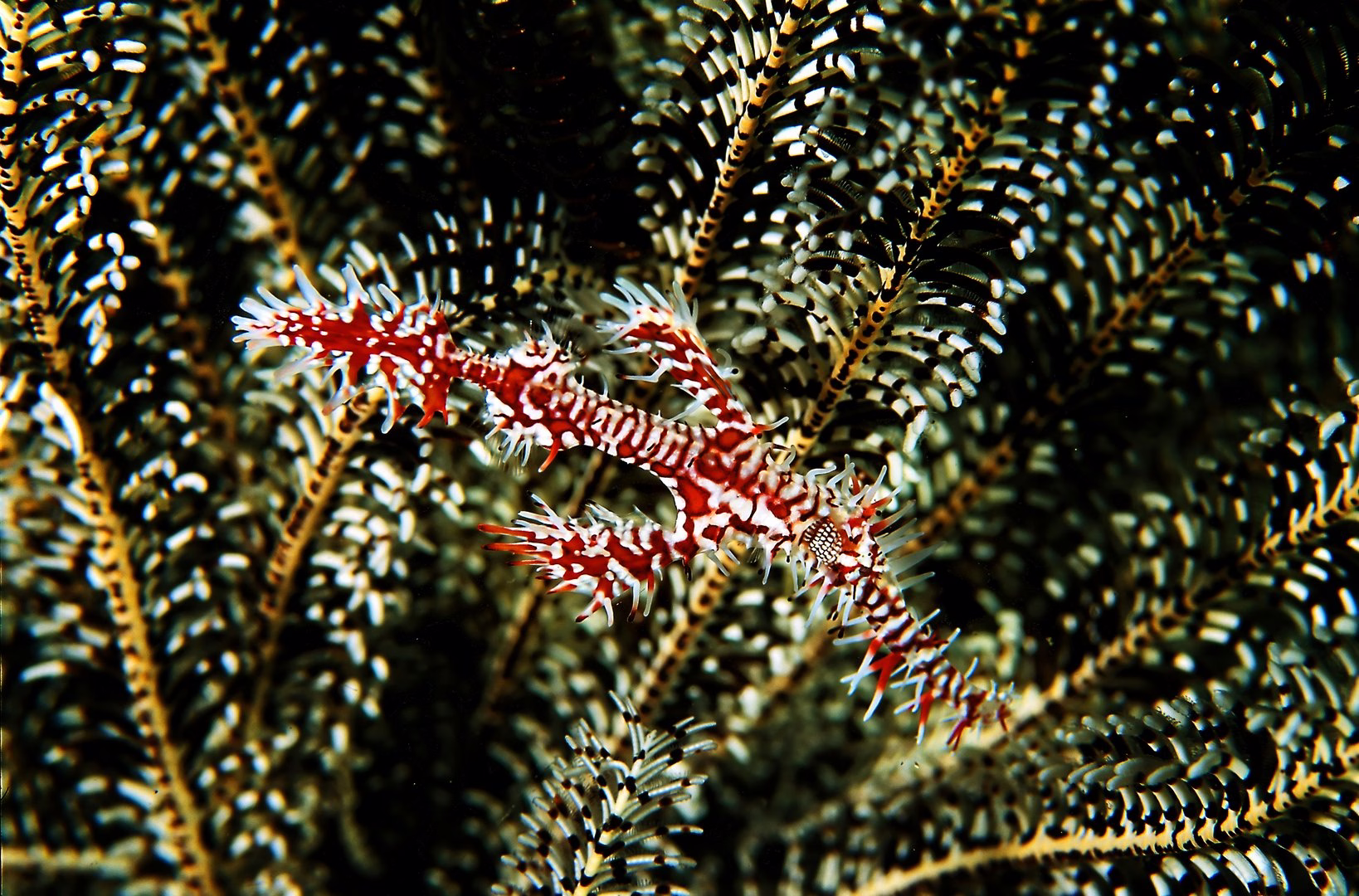 Marine Camouflage - photo 9