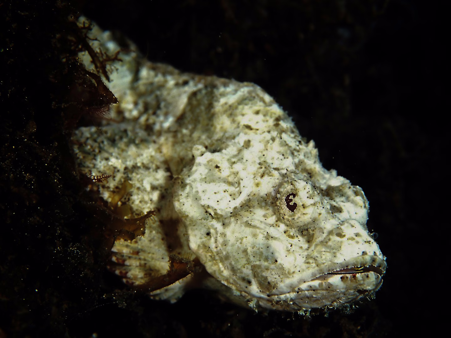 Marine Camouflage - photo 12