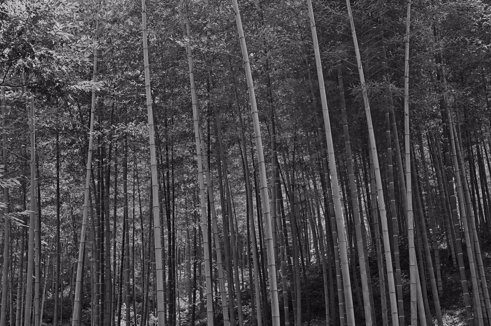Shapes of Nanjing - photo 7