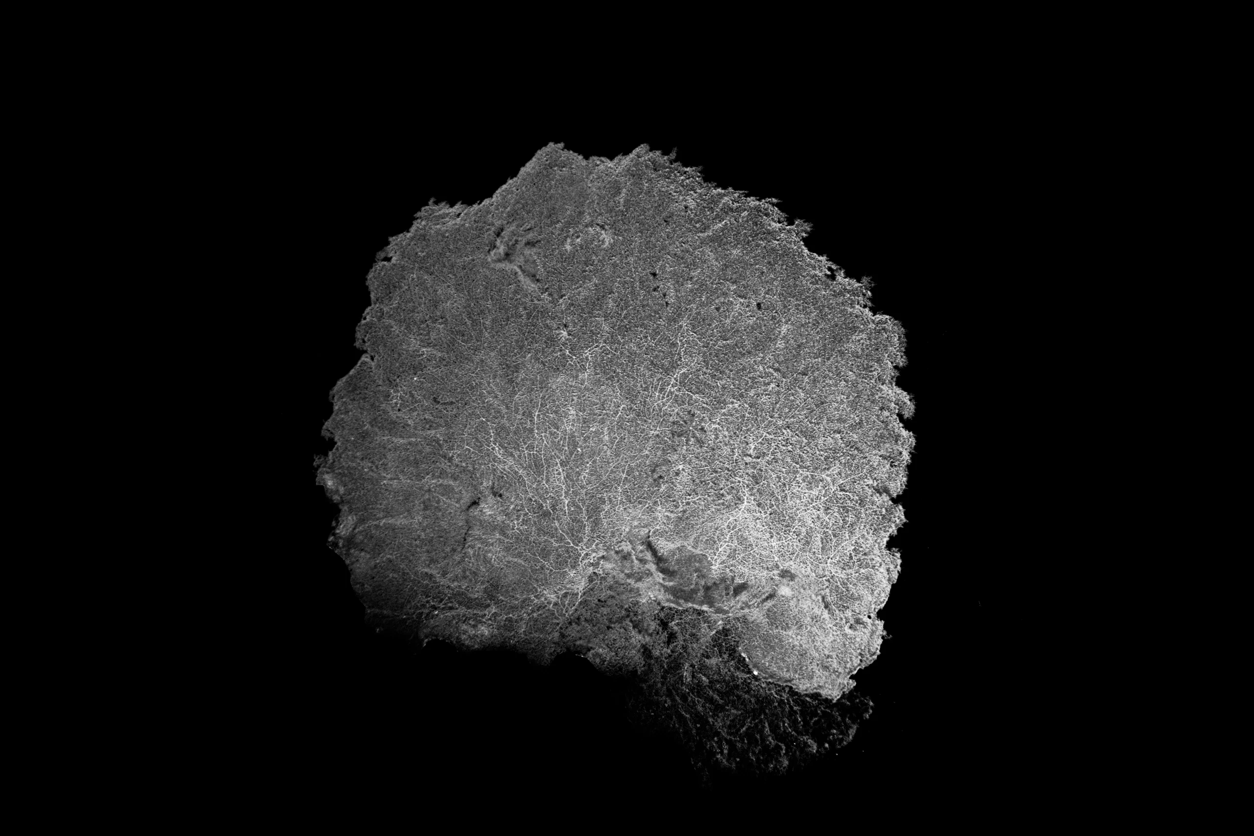 Subaquatic Monochrome - photo 1