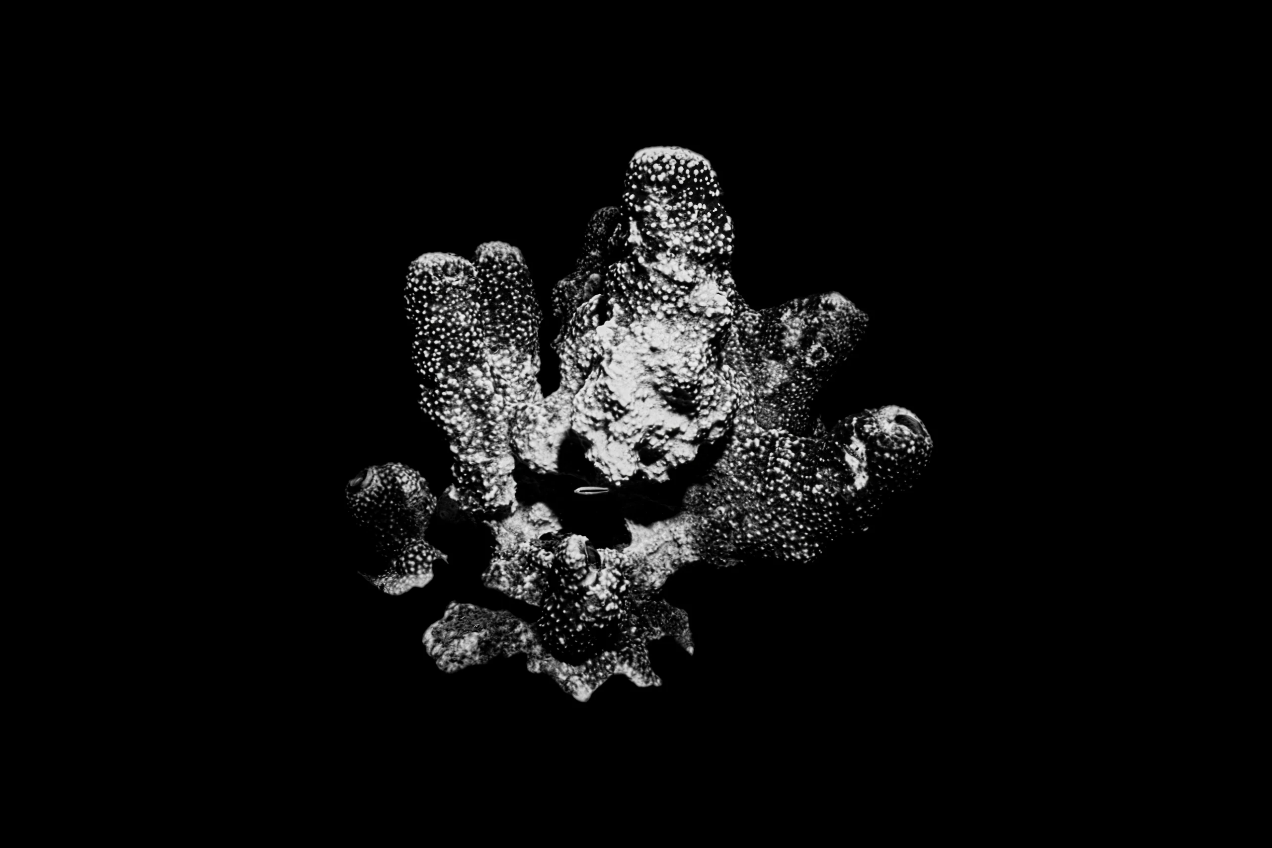 Subaquatic Monochrome - photo 3