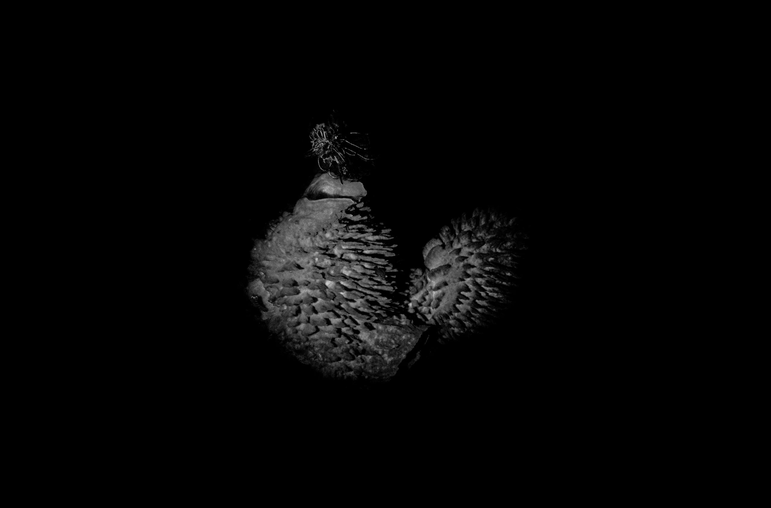 Subaquatic Monochrome - photo 4