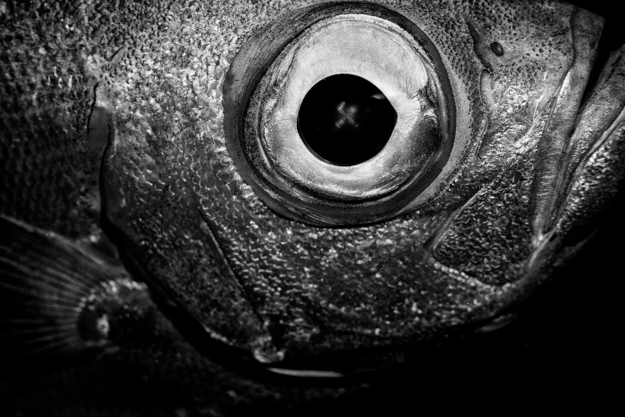 Subaquatic Monochrome - photo 5