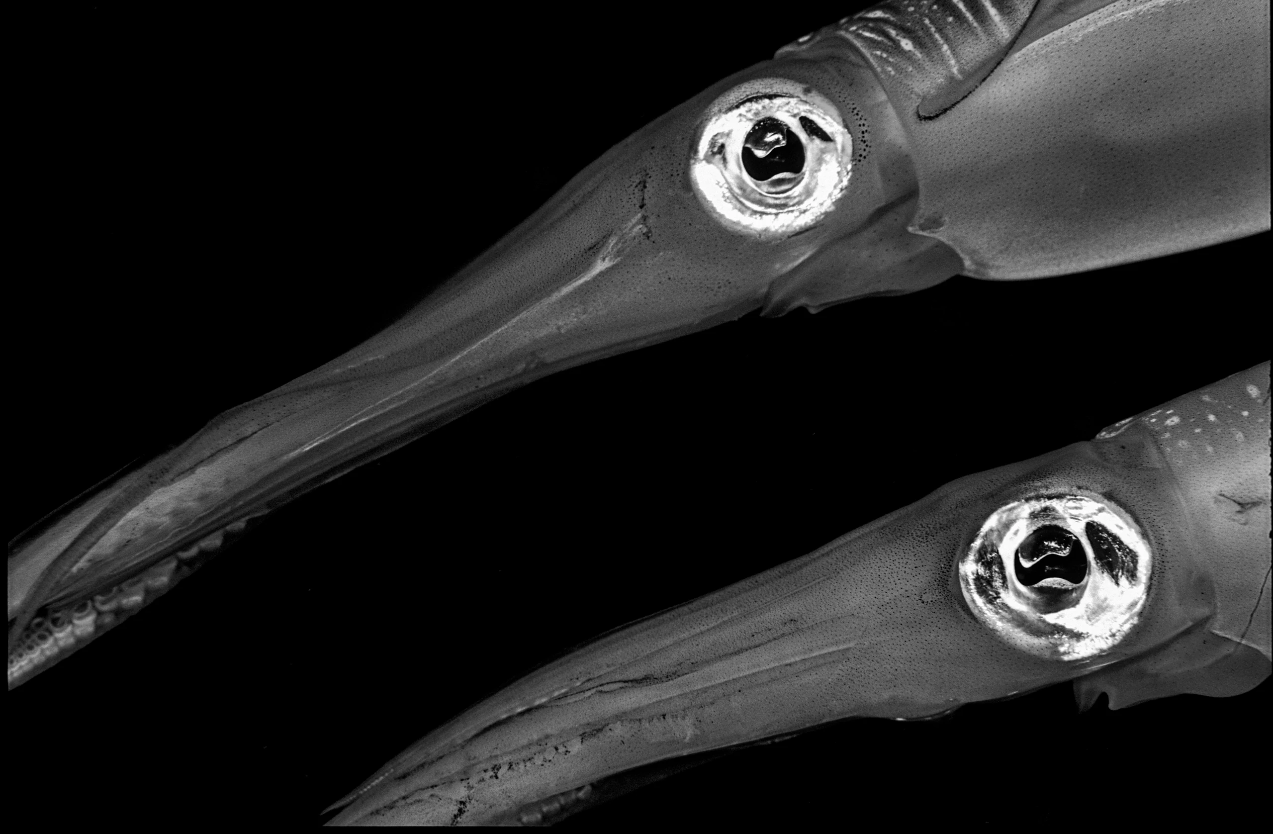 Subaquatic Monochrome - photo 6