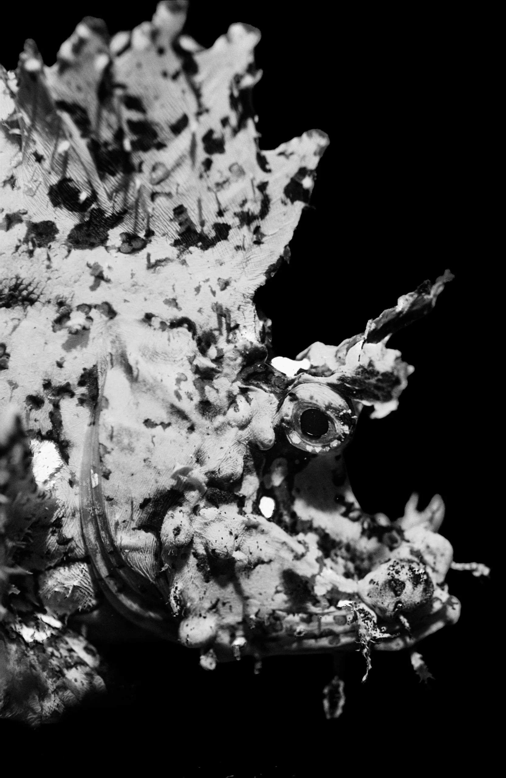 Subaquatic Monochrome - photo 7