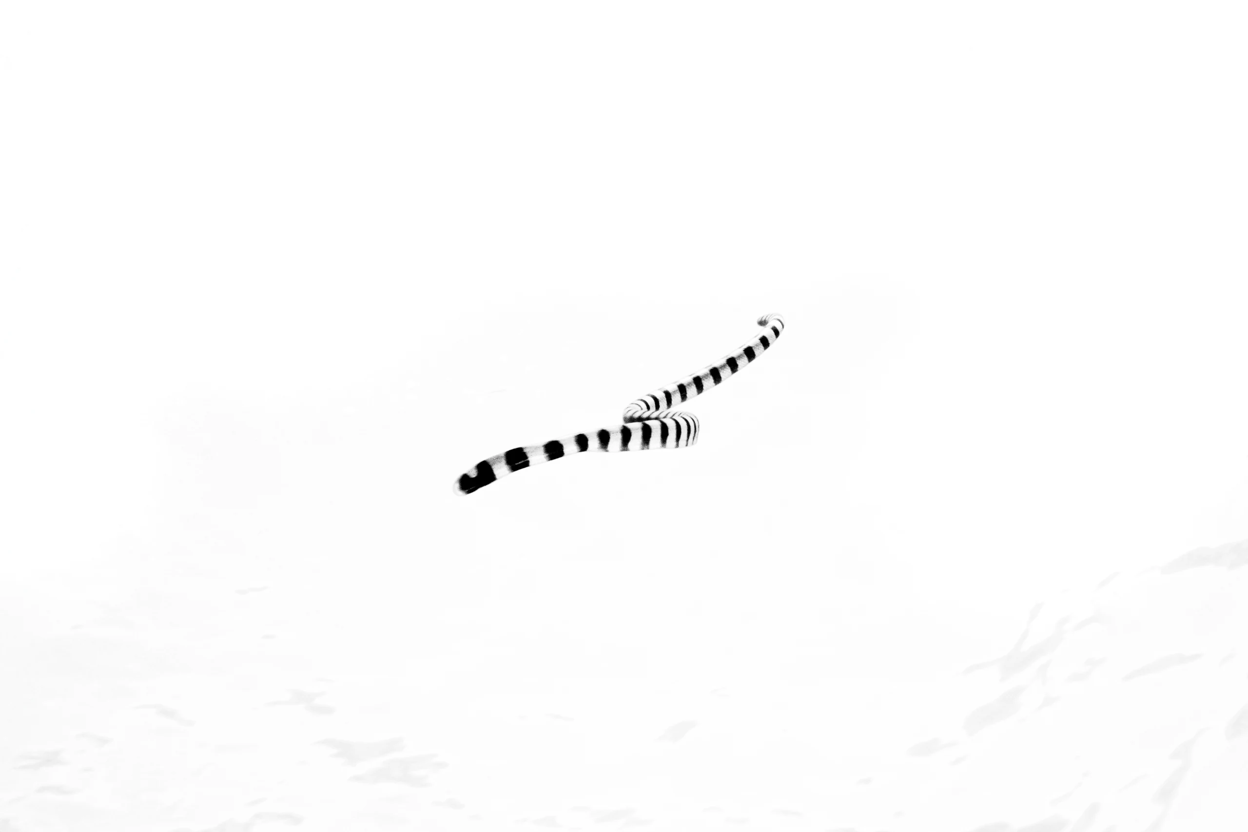 Subaquatic Monochrome - photo 8