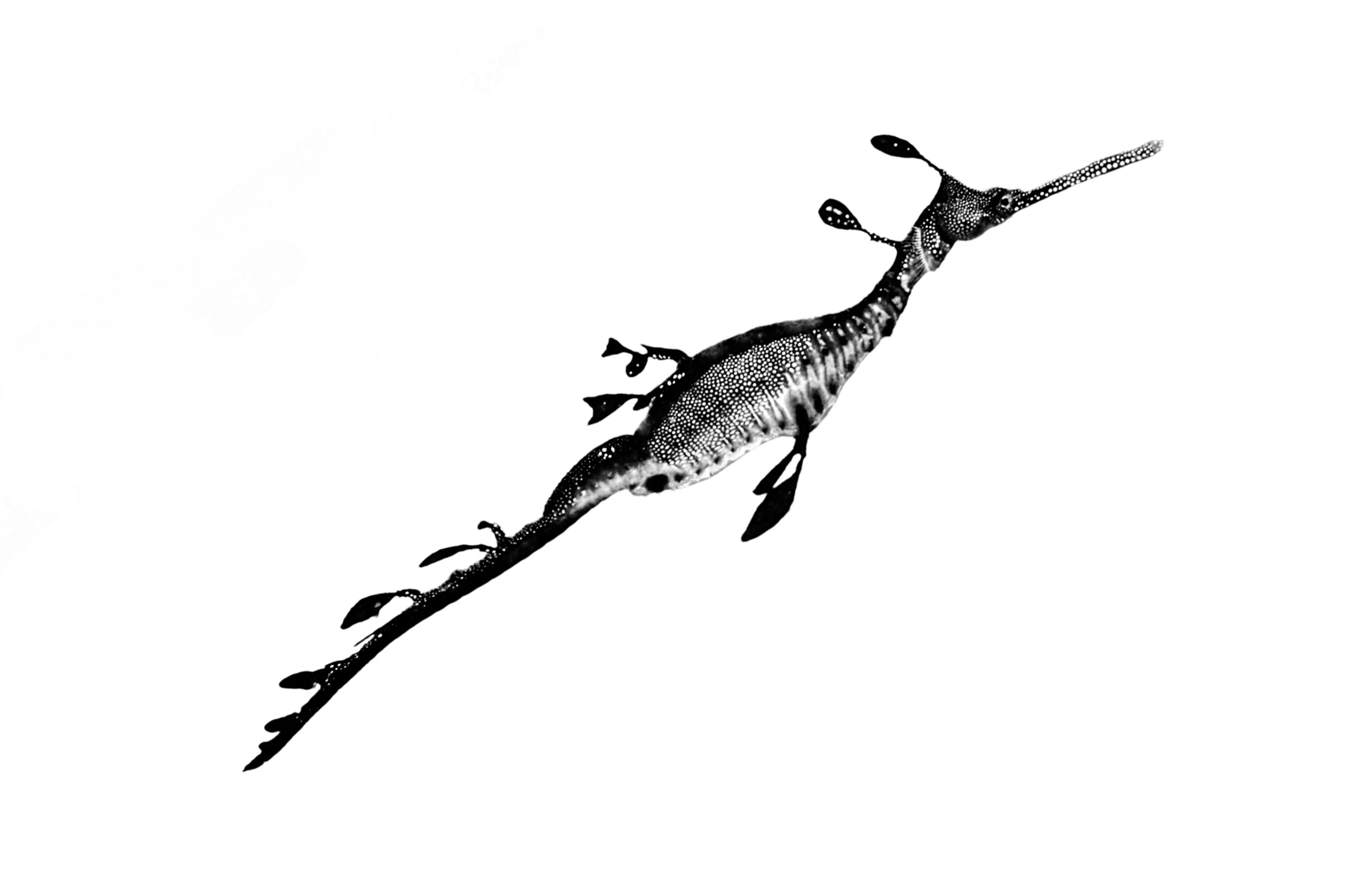 Subaquatic Monochrome - photo 9
