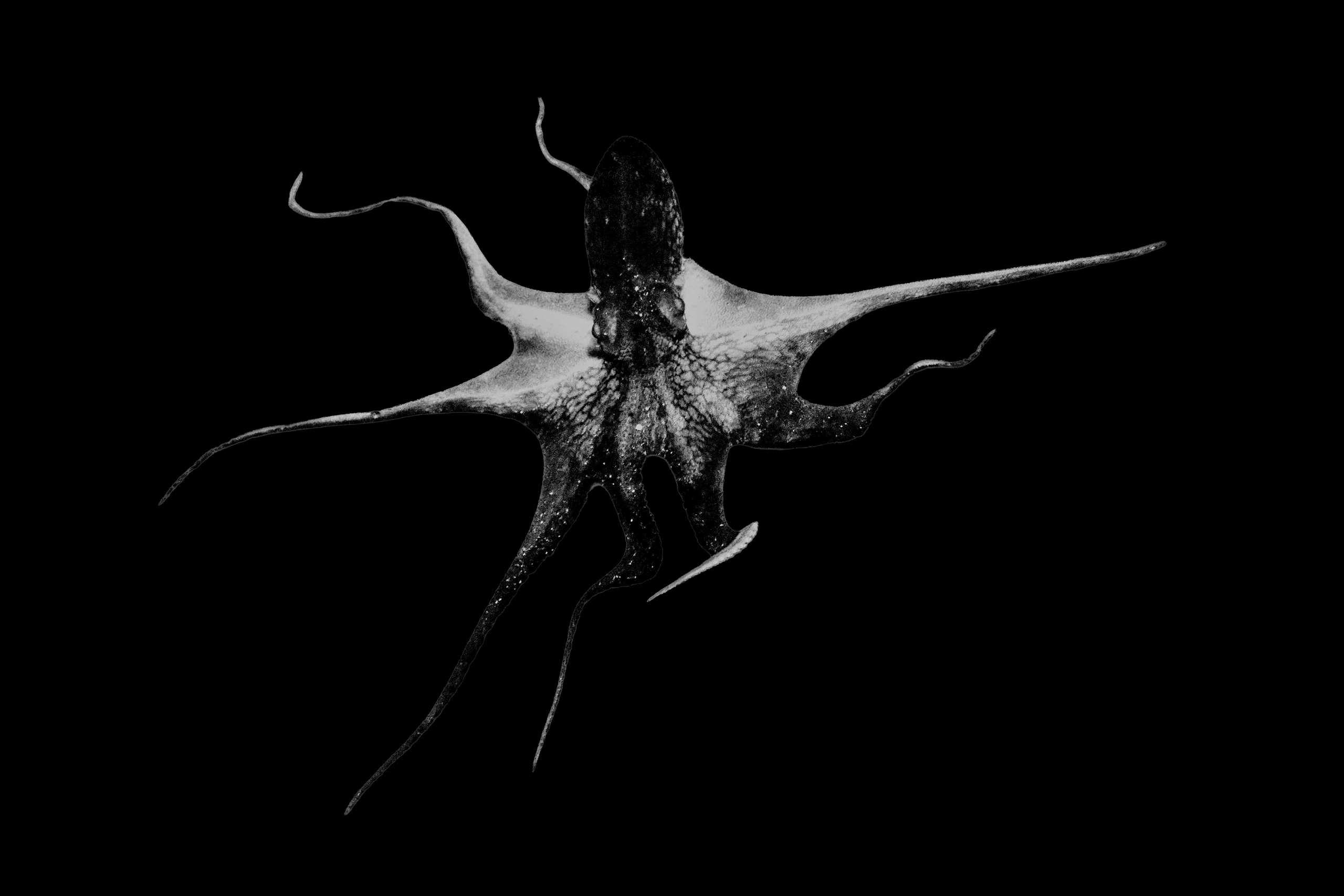Subaquatic Monochrome - photo 10