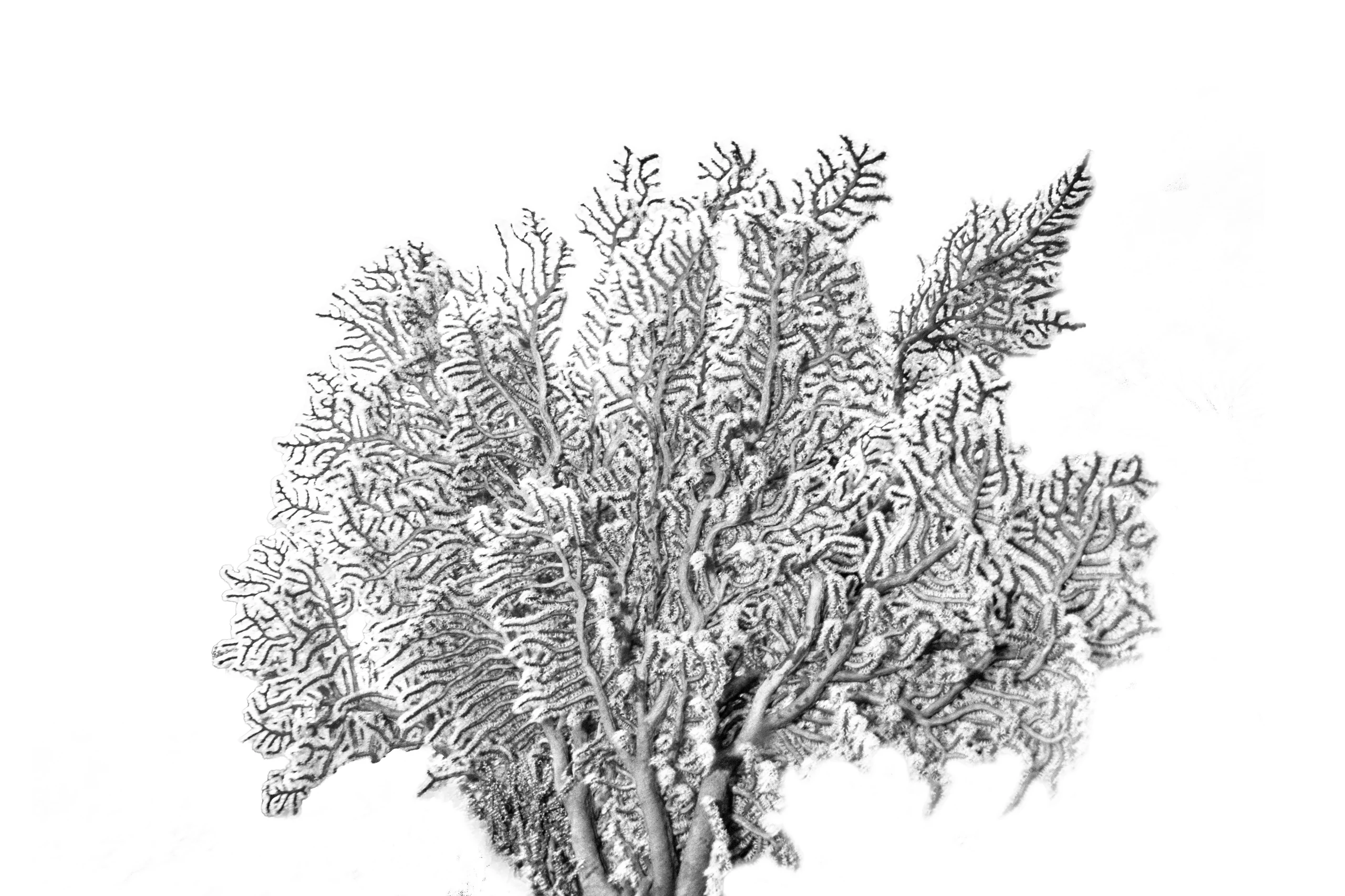 Subaquatic Monochrome - photo 11