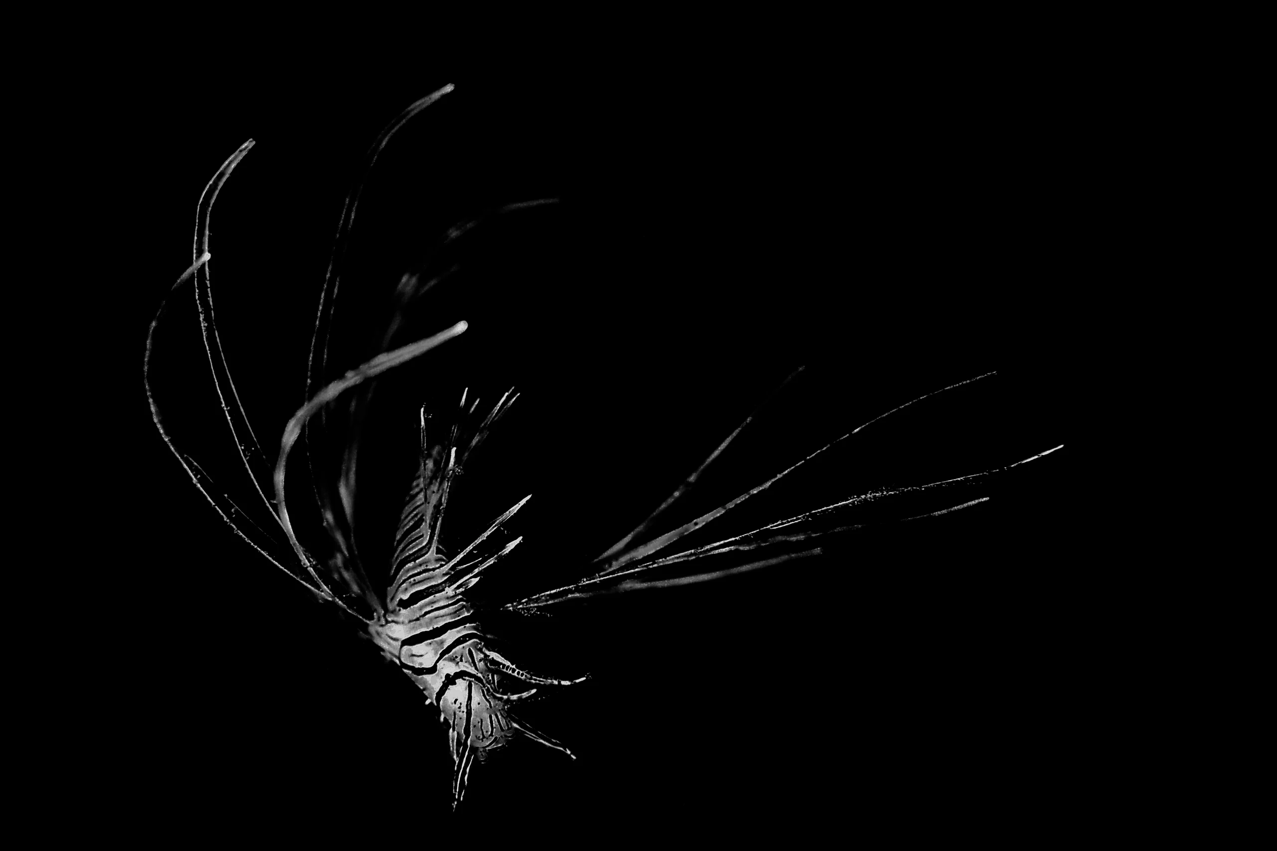 Subaquatic Monochrome - photo 12