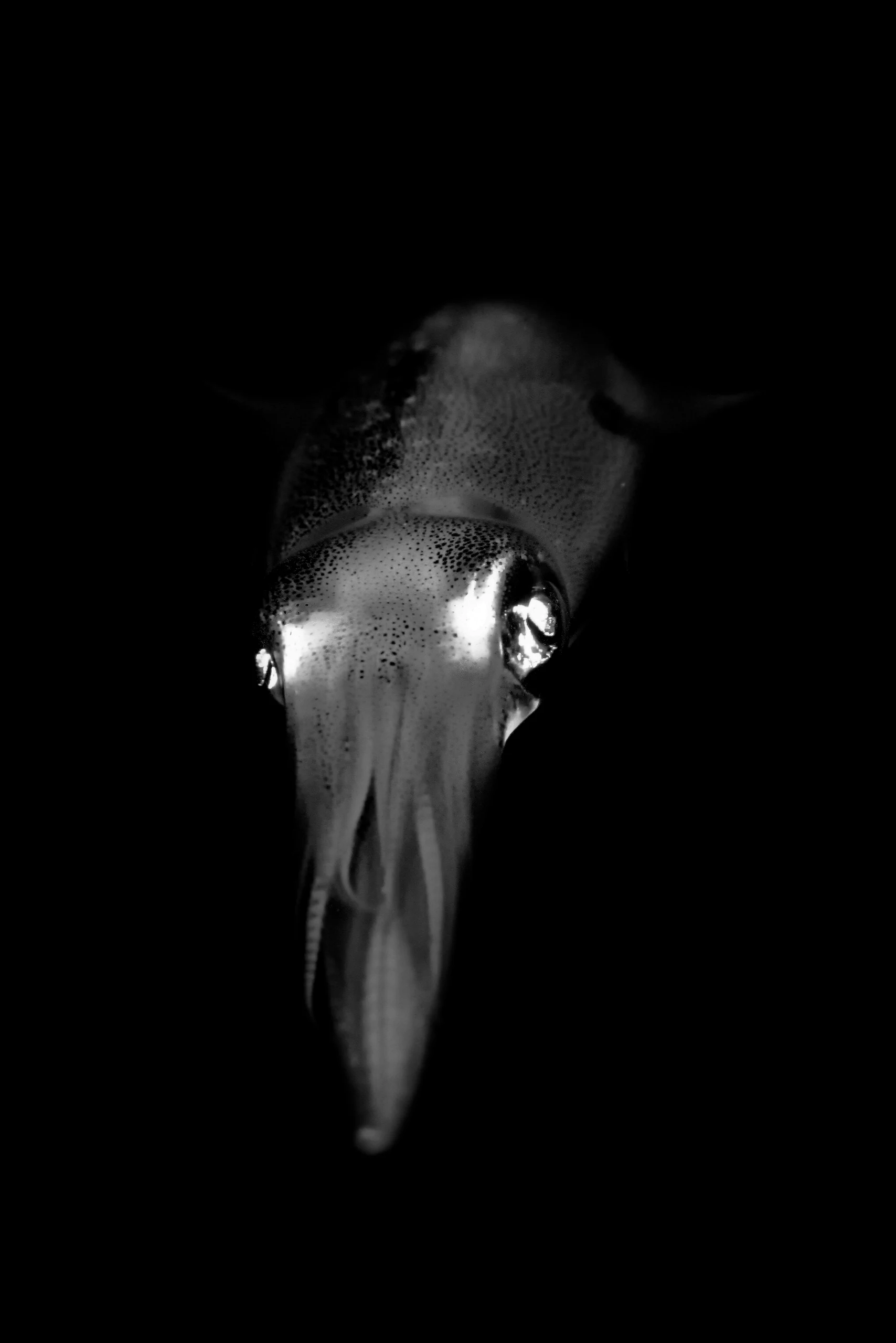 Subaquatic Monochrome - photo 14