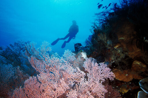 1.Seafan with diver = processed